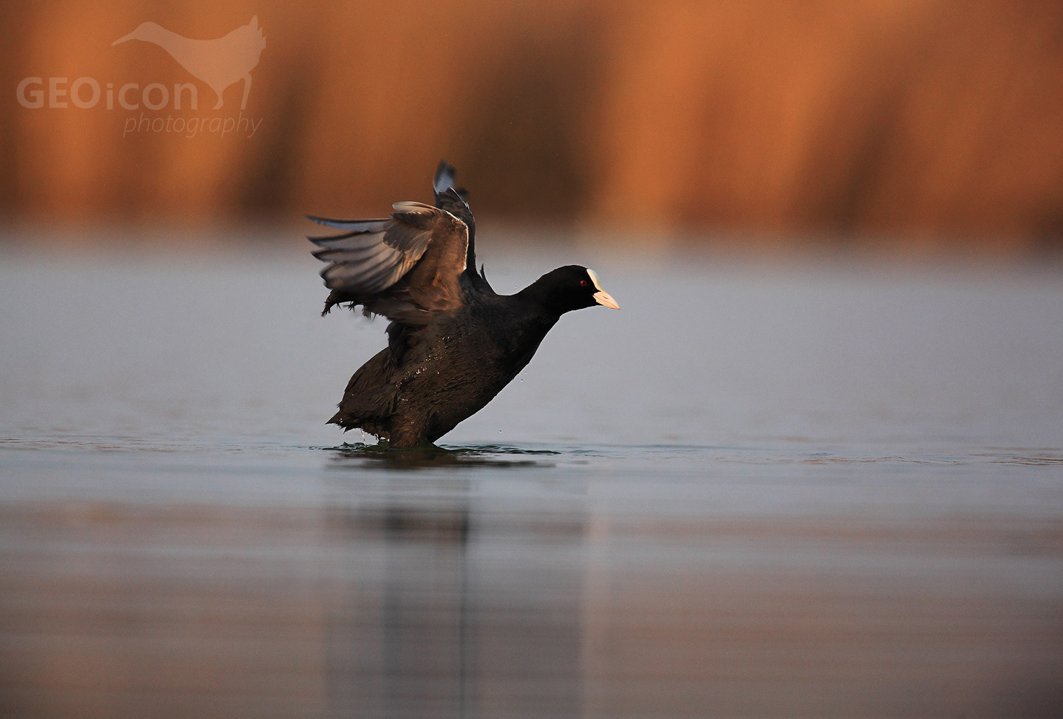 Coot / lyska černá (Fulica atra)