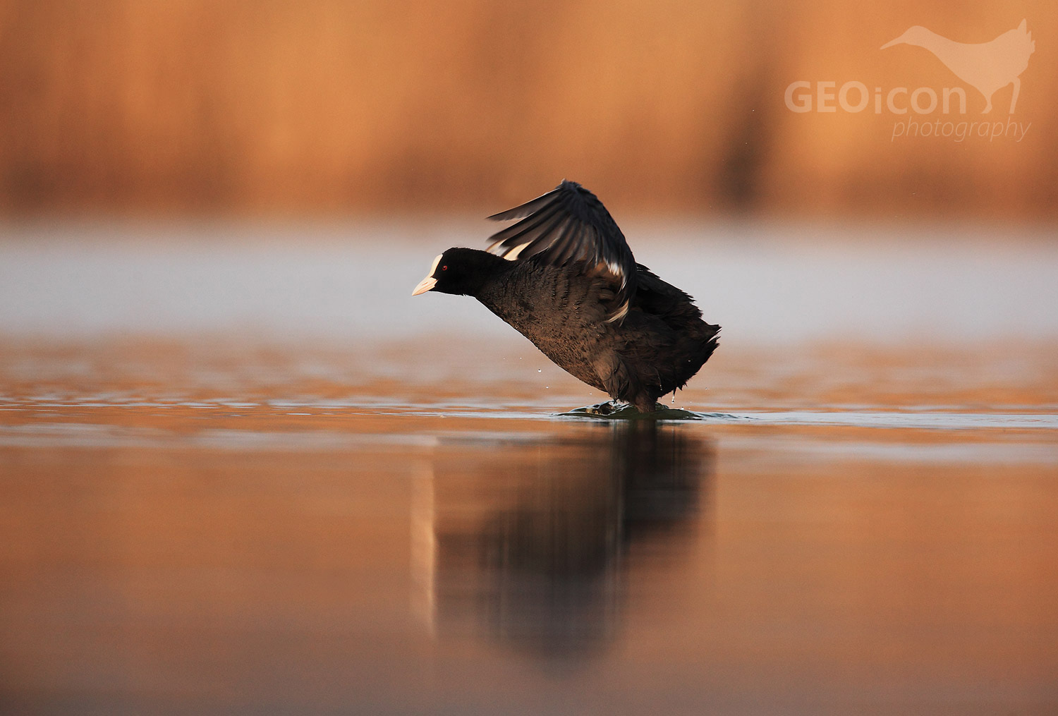 Coot / lyska černá (Fulica atra)