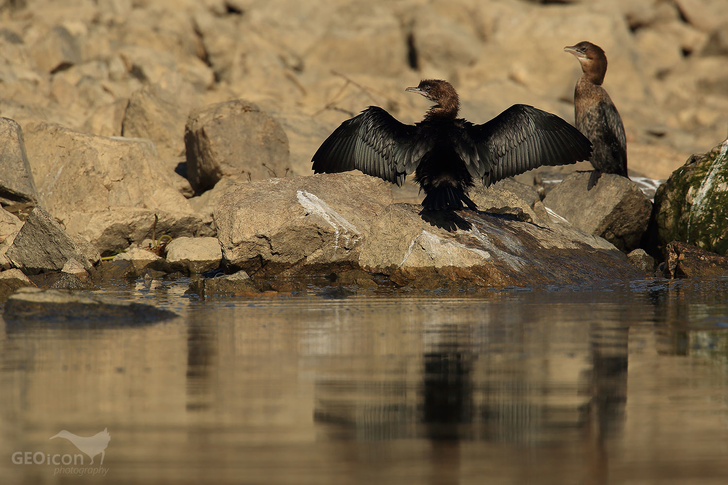 Pygmy cormorant / kormorán malý (Phalacrocorax pygmeus)