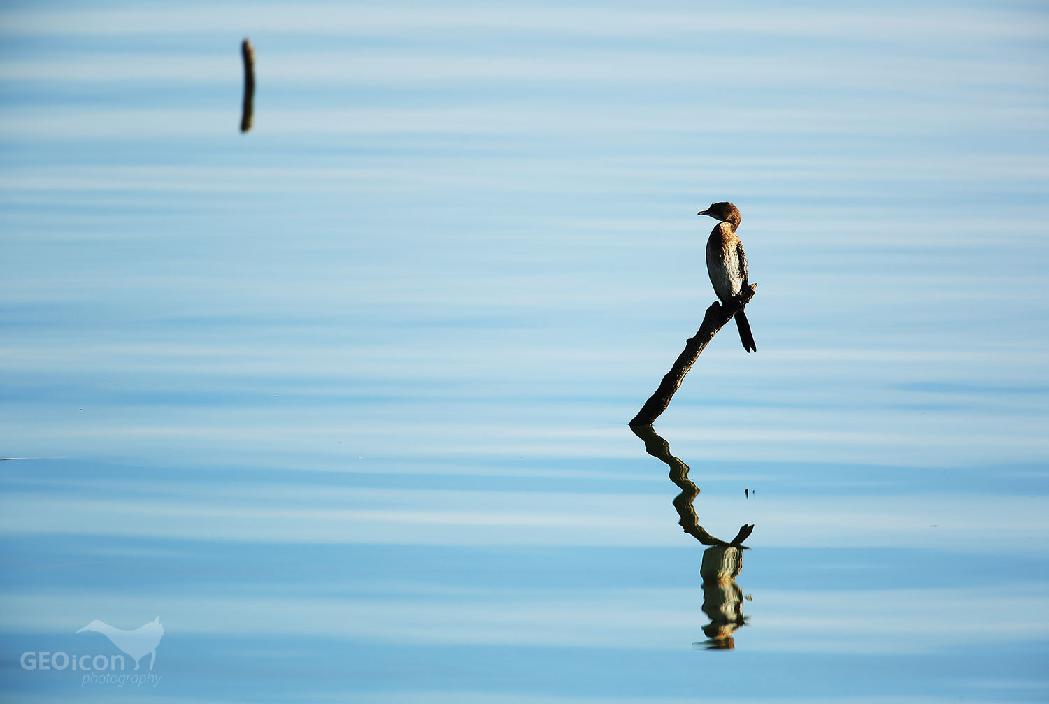 Pygmy cormorant / kormorán malý (Phalacrocorax pygmeus)