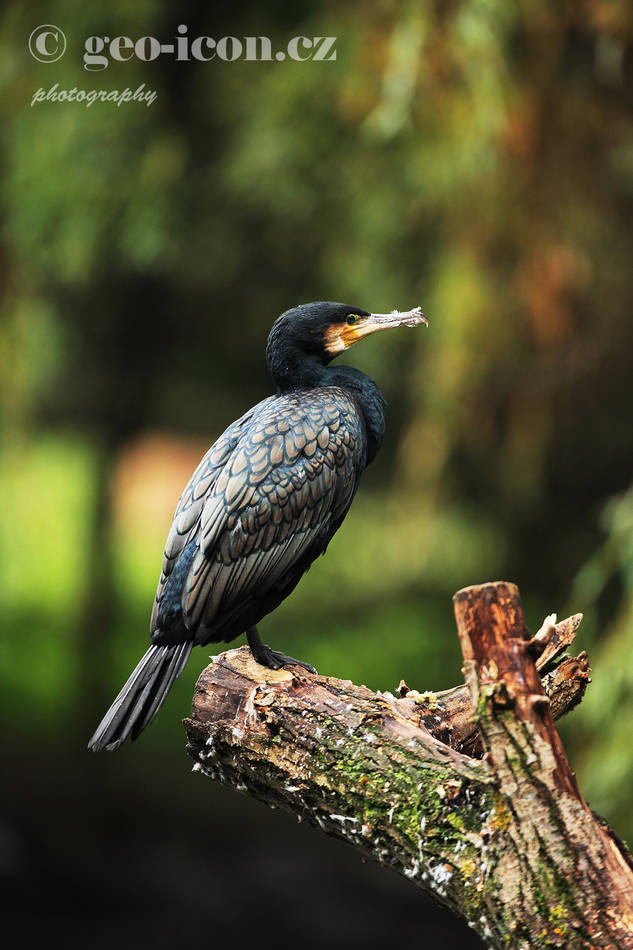 Cormorant / kormorán velký (Phalacrocorax carbo)