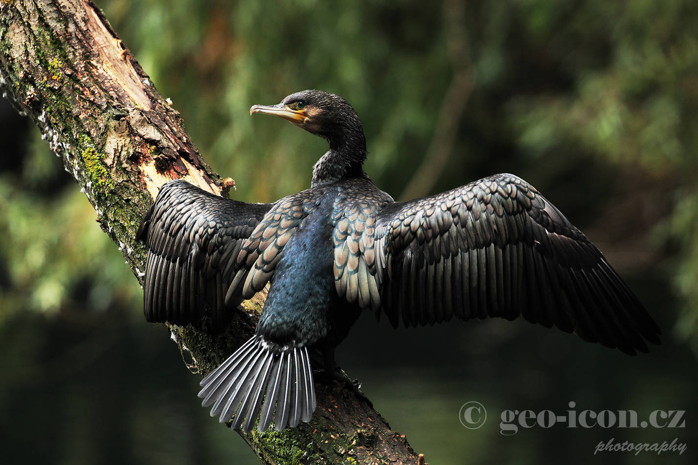 Cormorant / kormorán velký (Phalacrocorax carbo)