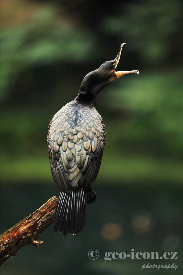 Cormorant / kormorán velký (Phalacrocorax carbo)