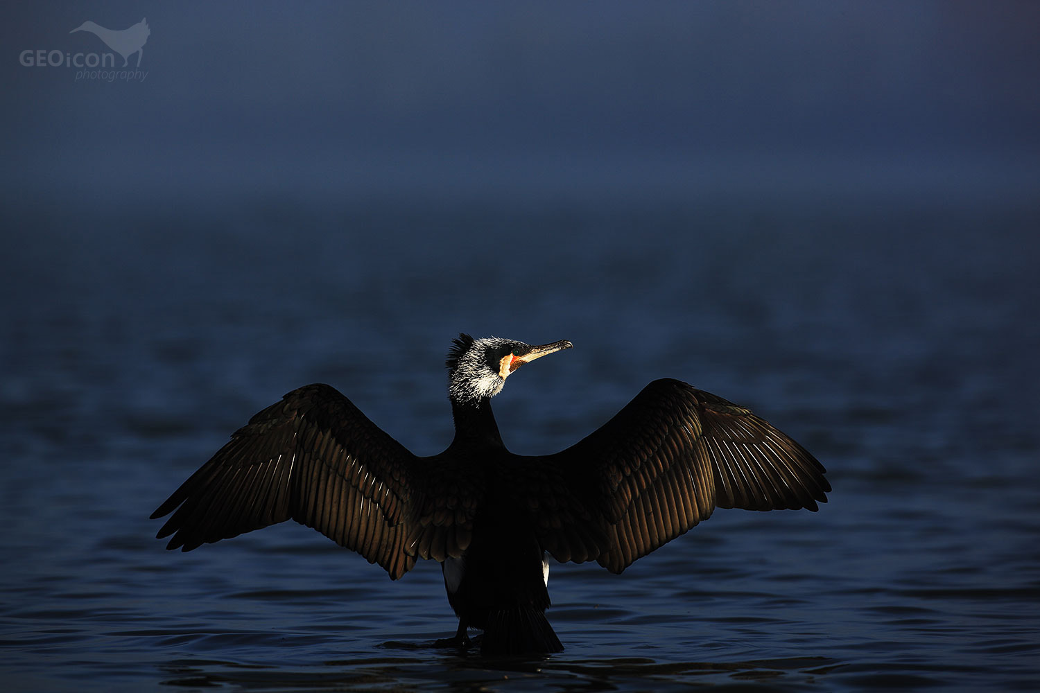 Cormorant / kormorán velký (Phalacrocorax carbo)