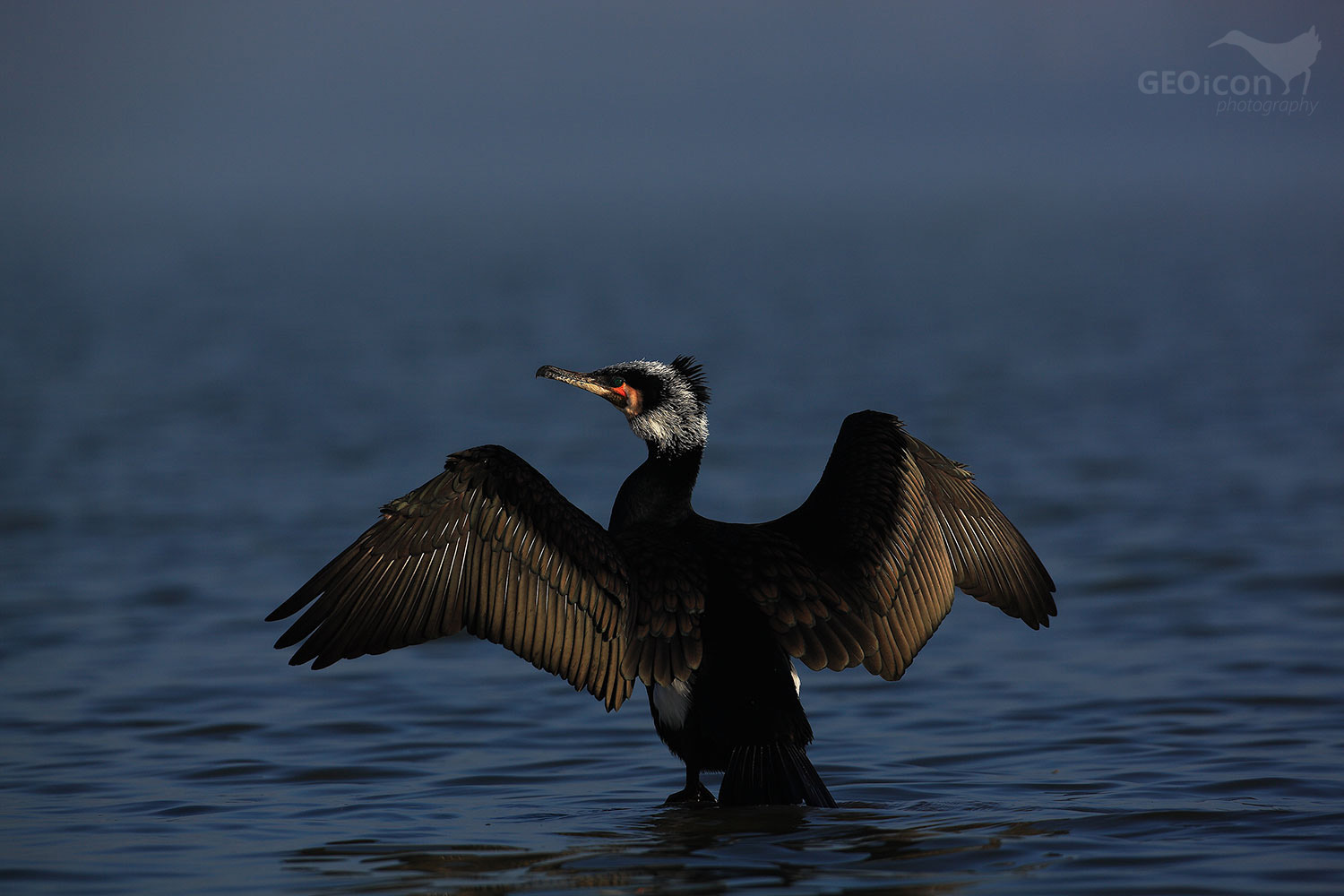 Cormorant / kormorán velký (Phalacrocorax carbo)