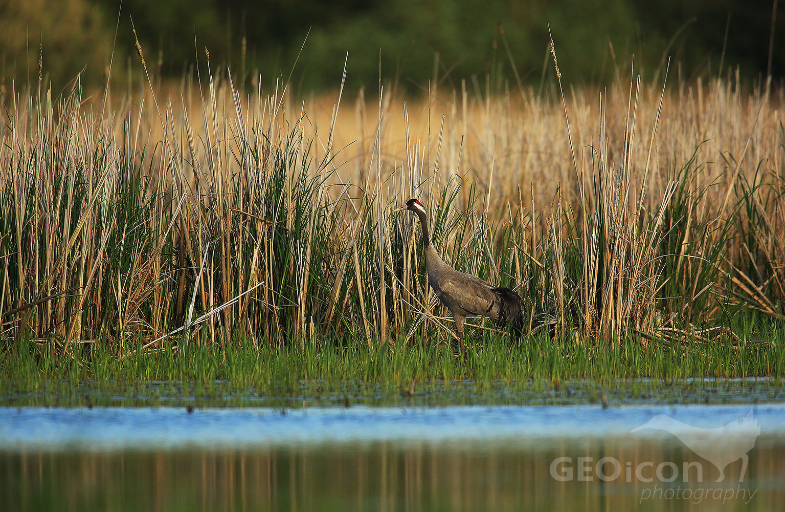 Crane / jeřáb popelavý (Grus grus)