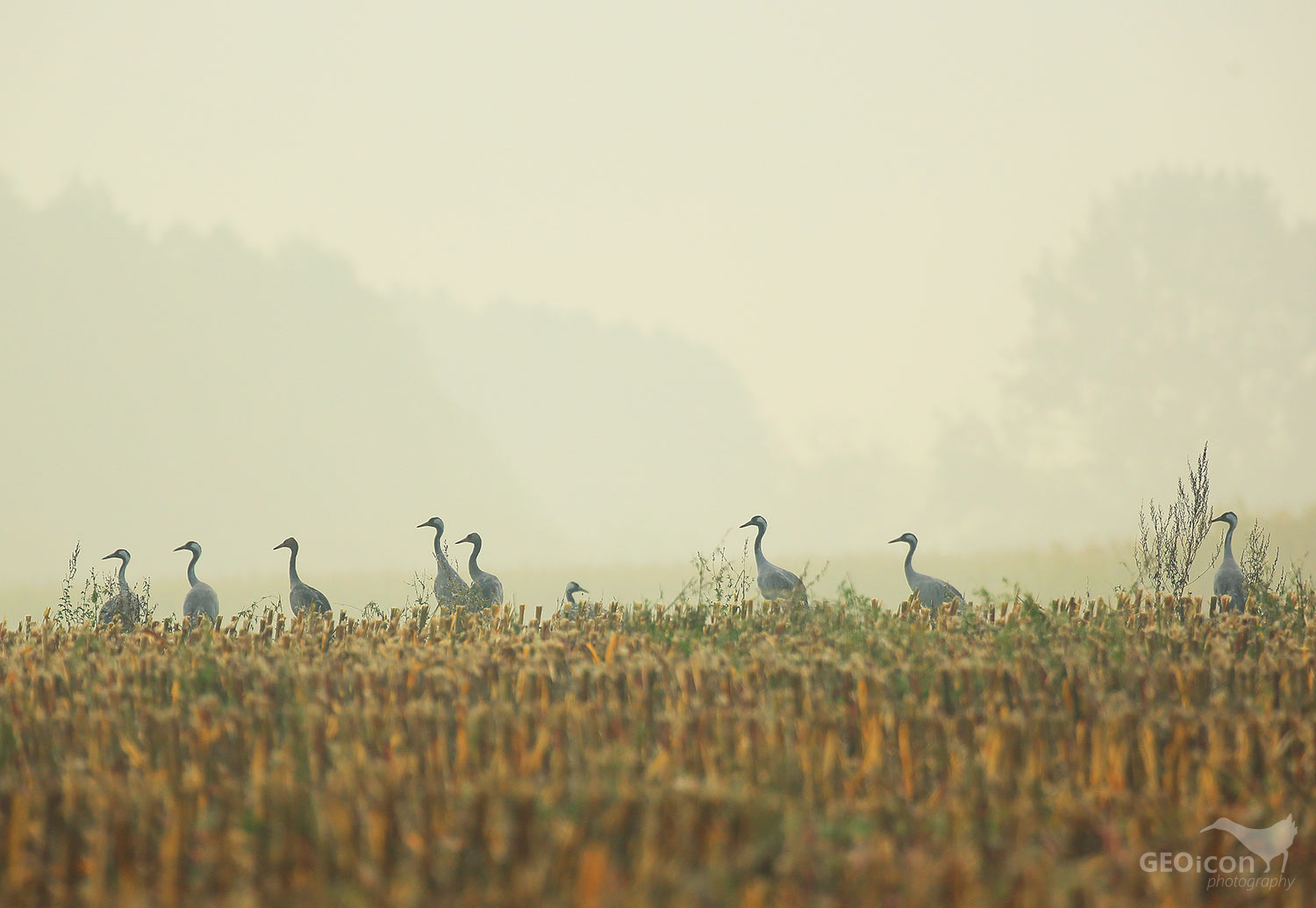 Crane / jeřáb popelavý (Grus grus)