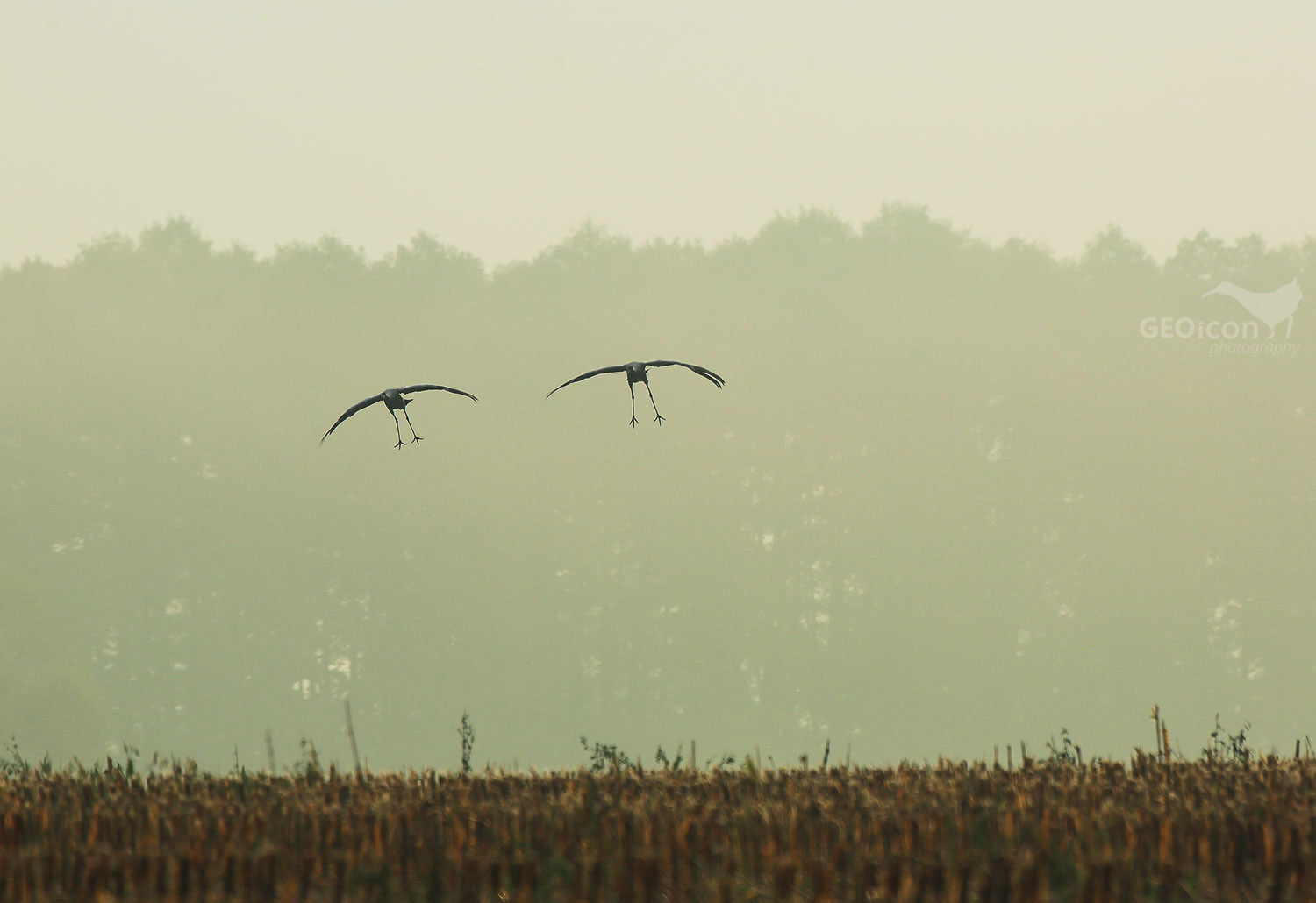 Crane / jeřáb popelavý (Grus grus)