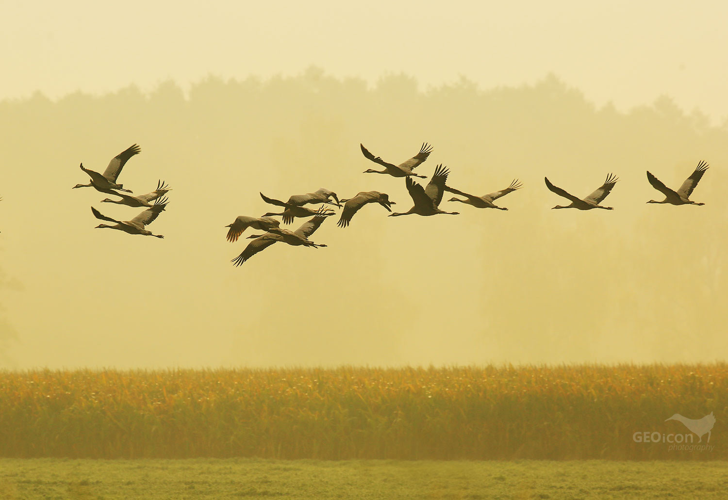 Crane / jeřáb popelavý (Grus grus)