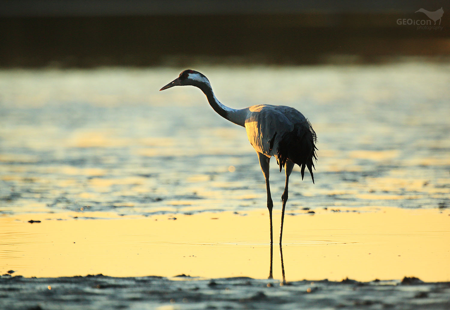 Crane / jeřáb popelavý (Grus grus)