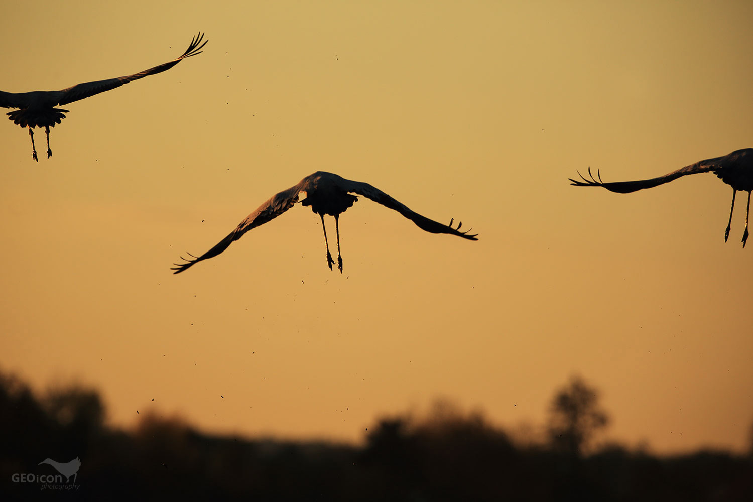 Crane / jeřáb popelavý (Grus grus)