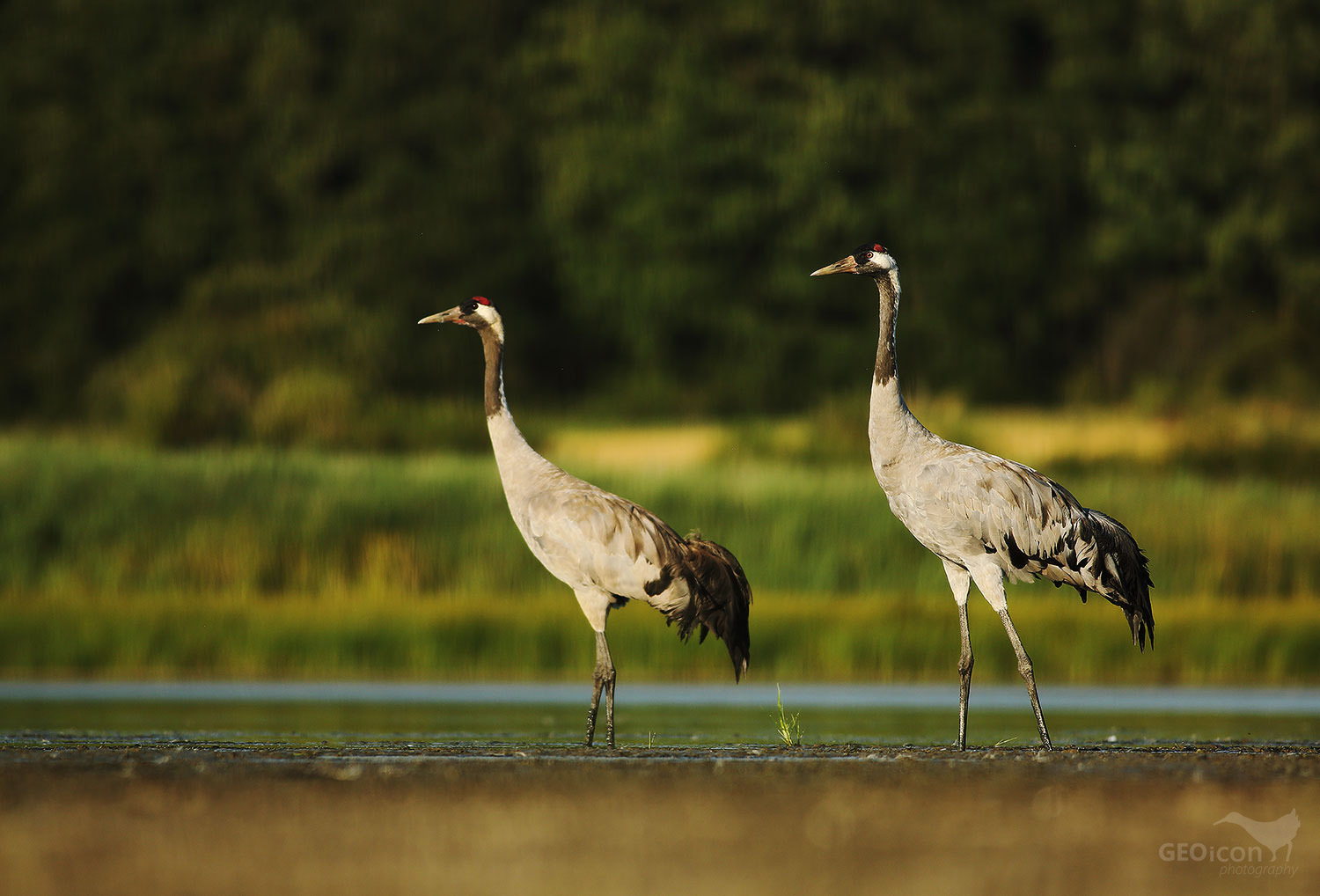 Crane / jeřáb popelavý (Grus grus)