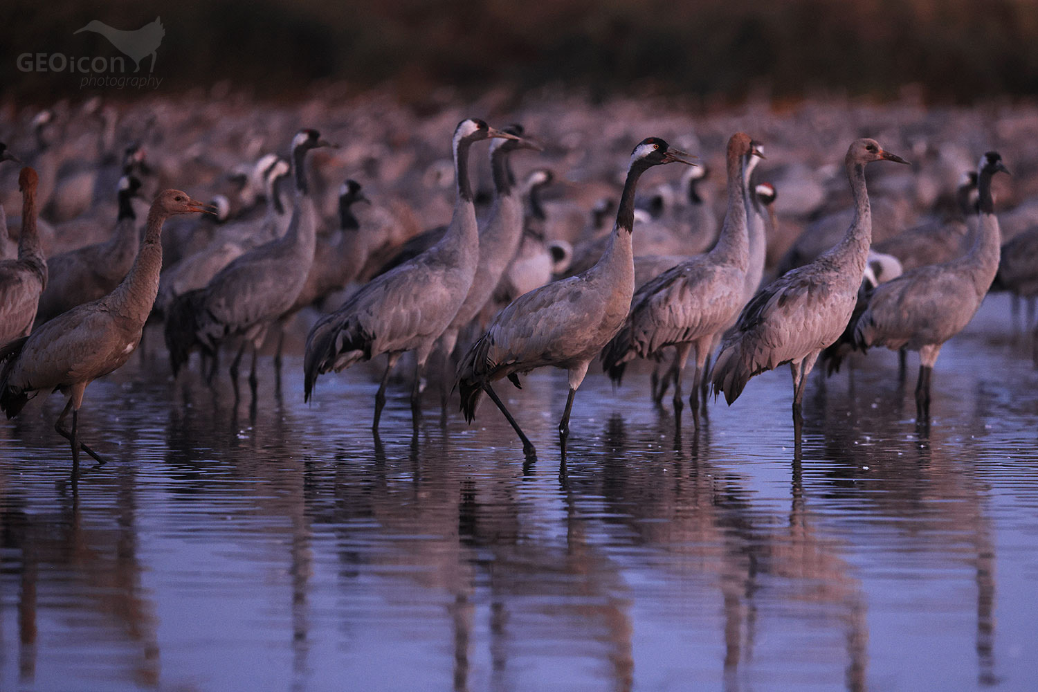 Crane / jeřáb popelavý (Grus grus)