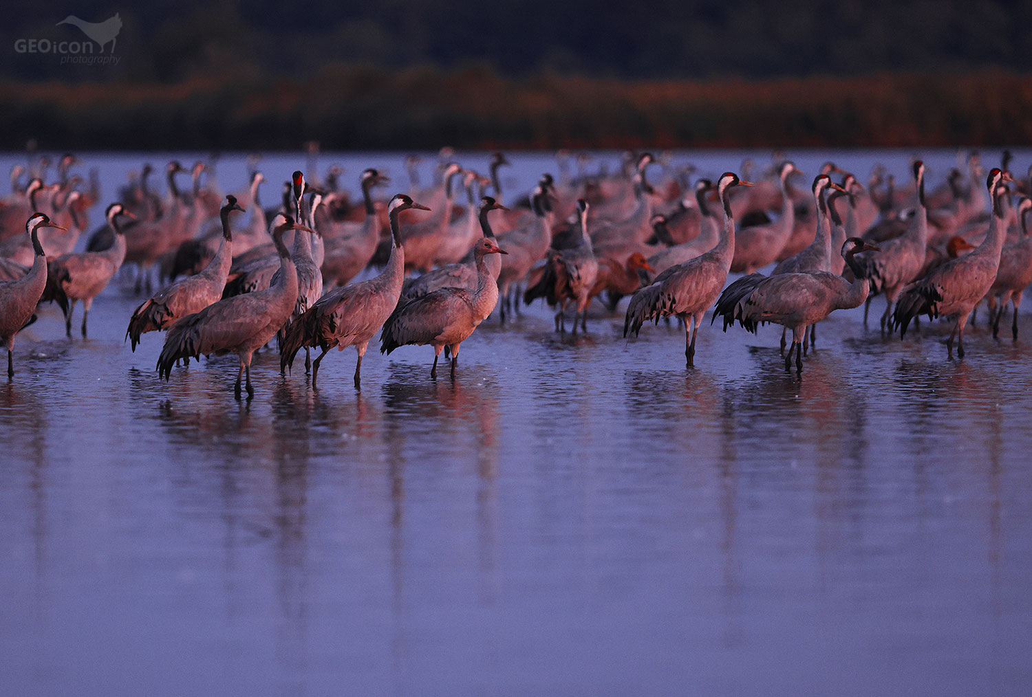 Crane / jeřáb popelavý (Grus grus)