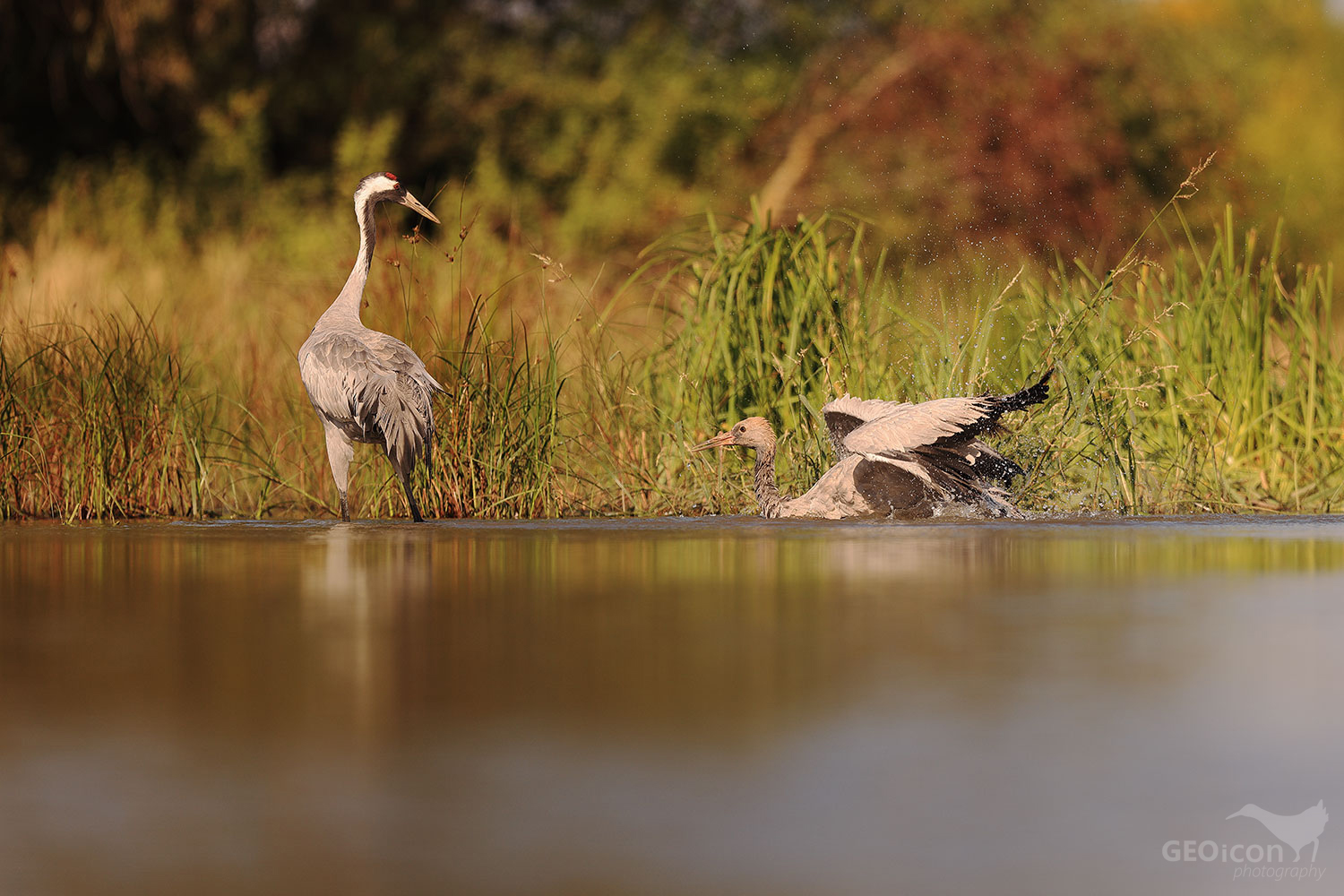 Crane / jeřáb popelavý (Grus grus)