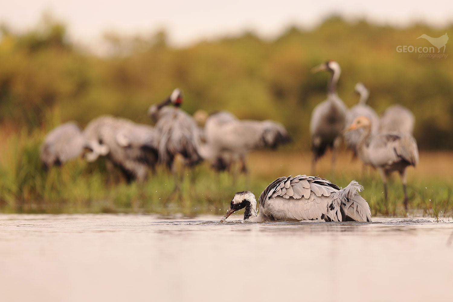 Crane / jeřáb popelavý (Grus grus)