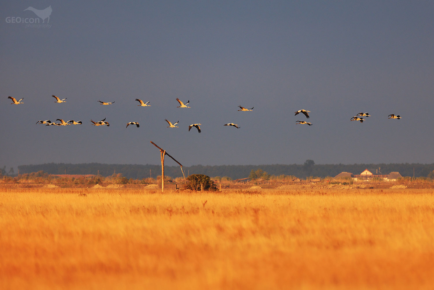 Crane / jeřáb popelavý (Grus grus)