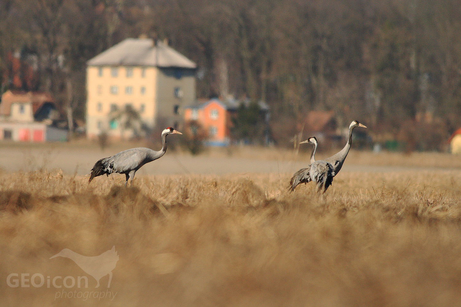 Crane / jeřáb popelavý (Grus grus)
