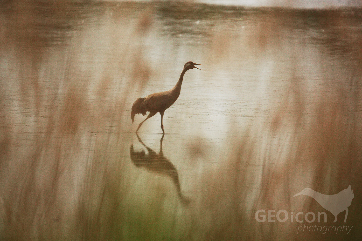 Crane / jeřáb popelavý (Grus grus)