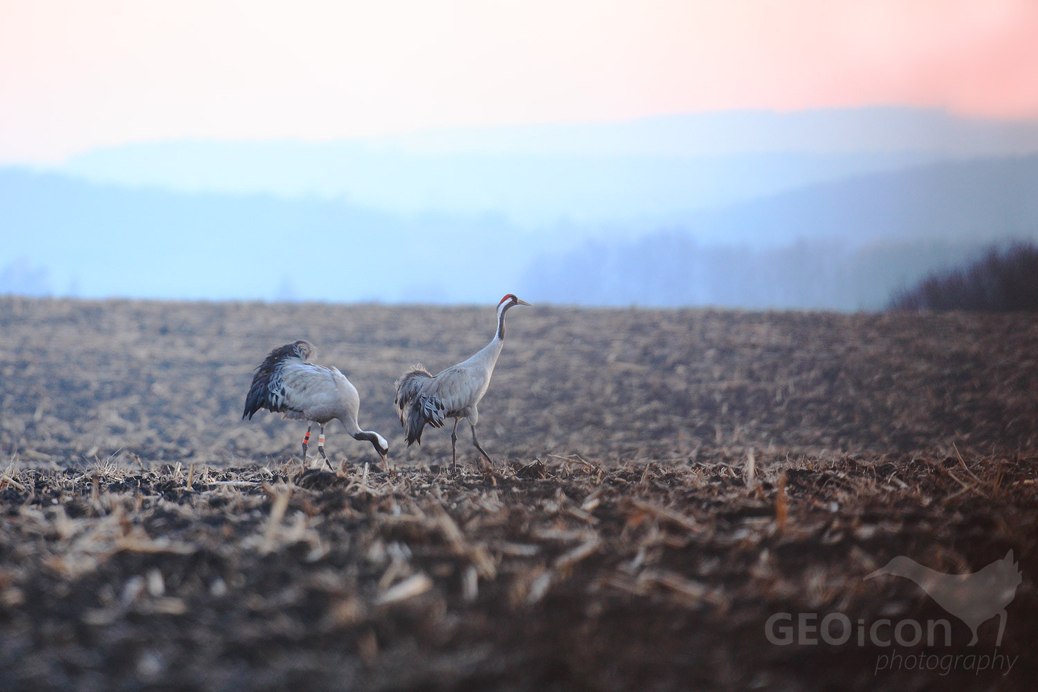Crane / jeřáb popelavý (Grus grus)