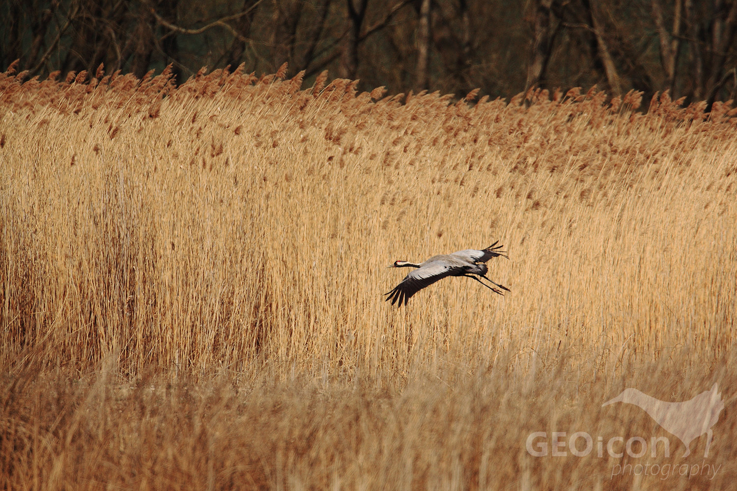 Crane / jeřáb popelavý (Grus grus)