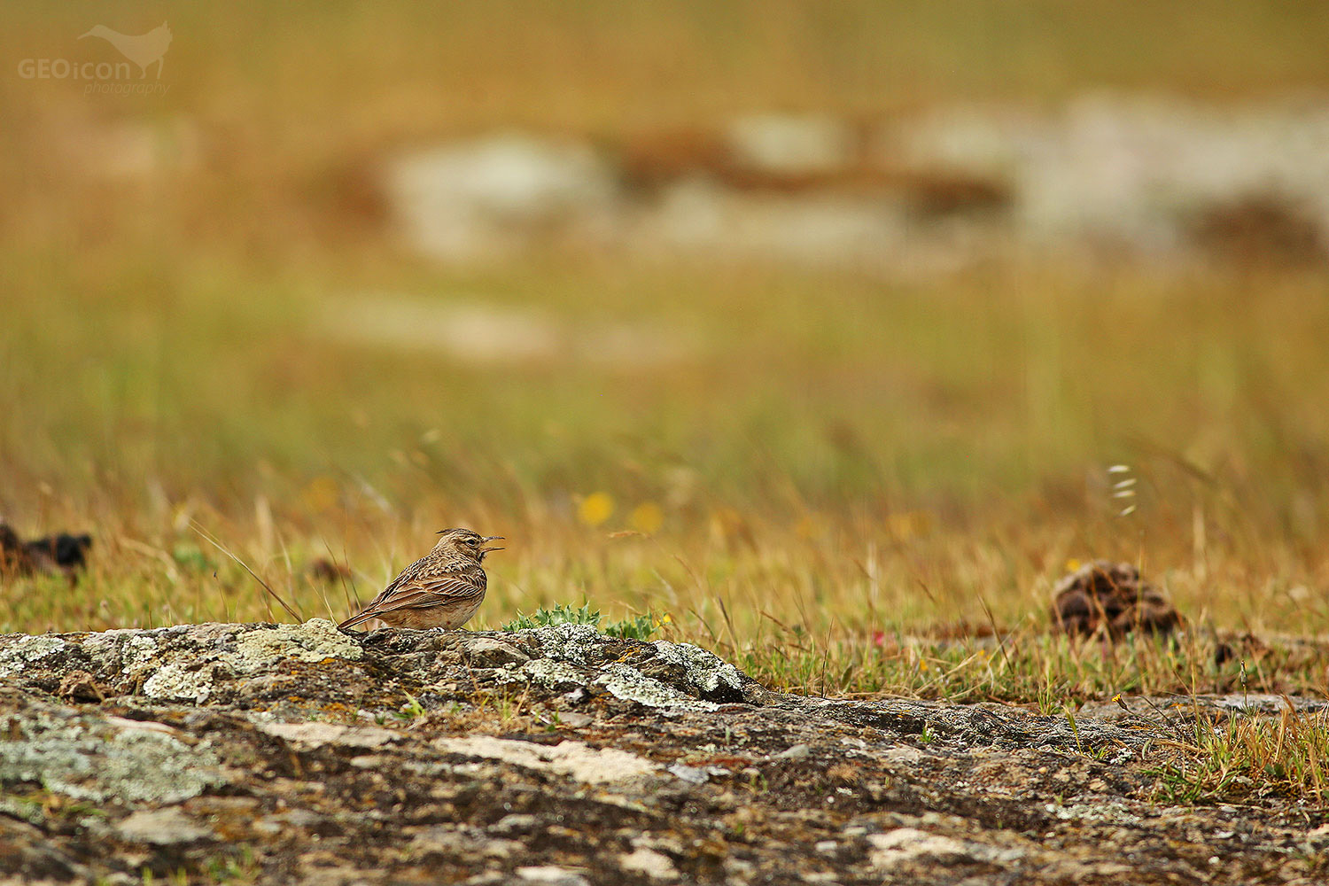Crested lark / chocholouš obecný (Galerida cristata)