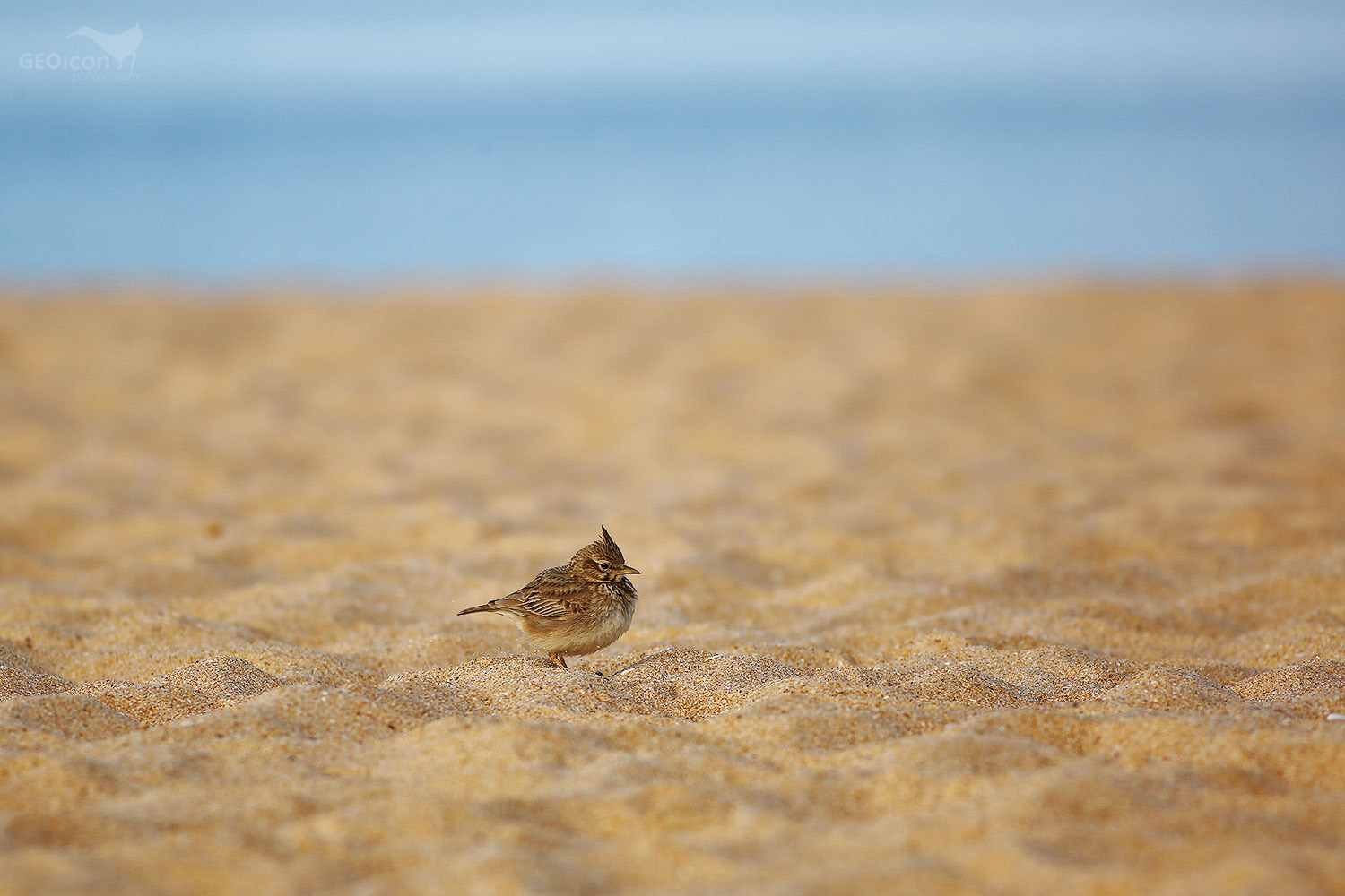 Crested lark / chocholouš obecný (Galerida cristata)