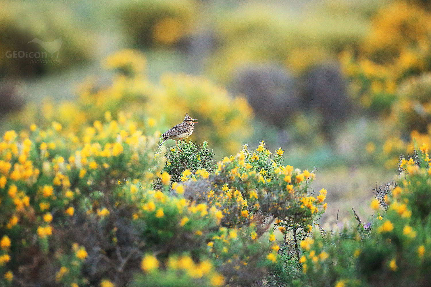 Crested lark / chocholouš obecný (Galerida cristata)