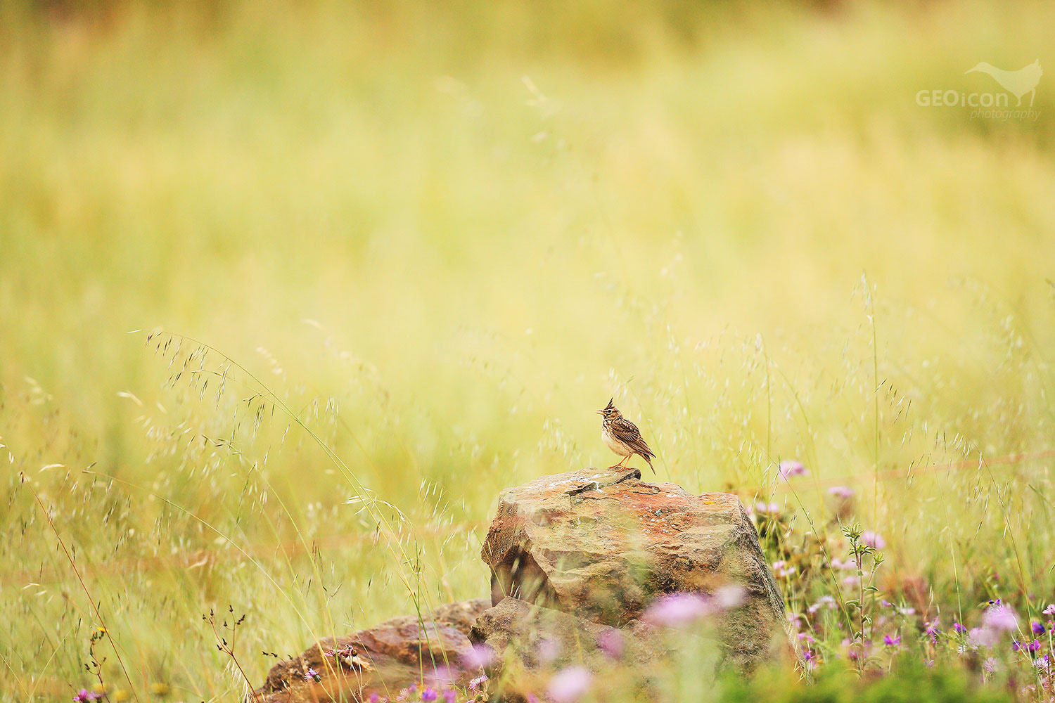Crested lark / chocholouš obecný (Galerida cristata)