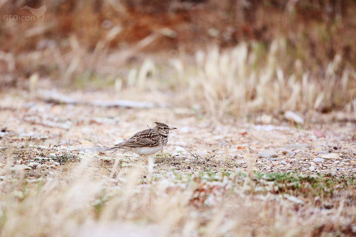 Crested lark / chocholouš obecný (Galerida cristata)