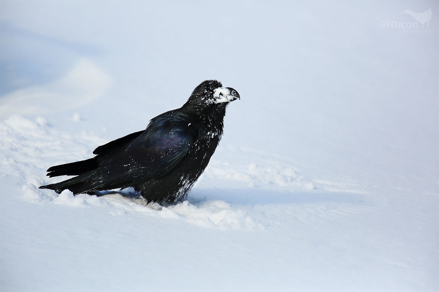 Common raven / krkavec velký (Corvus corax)