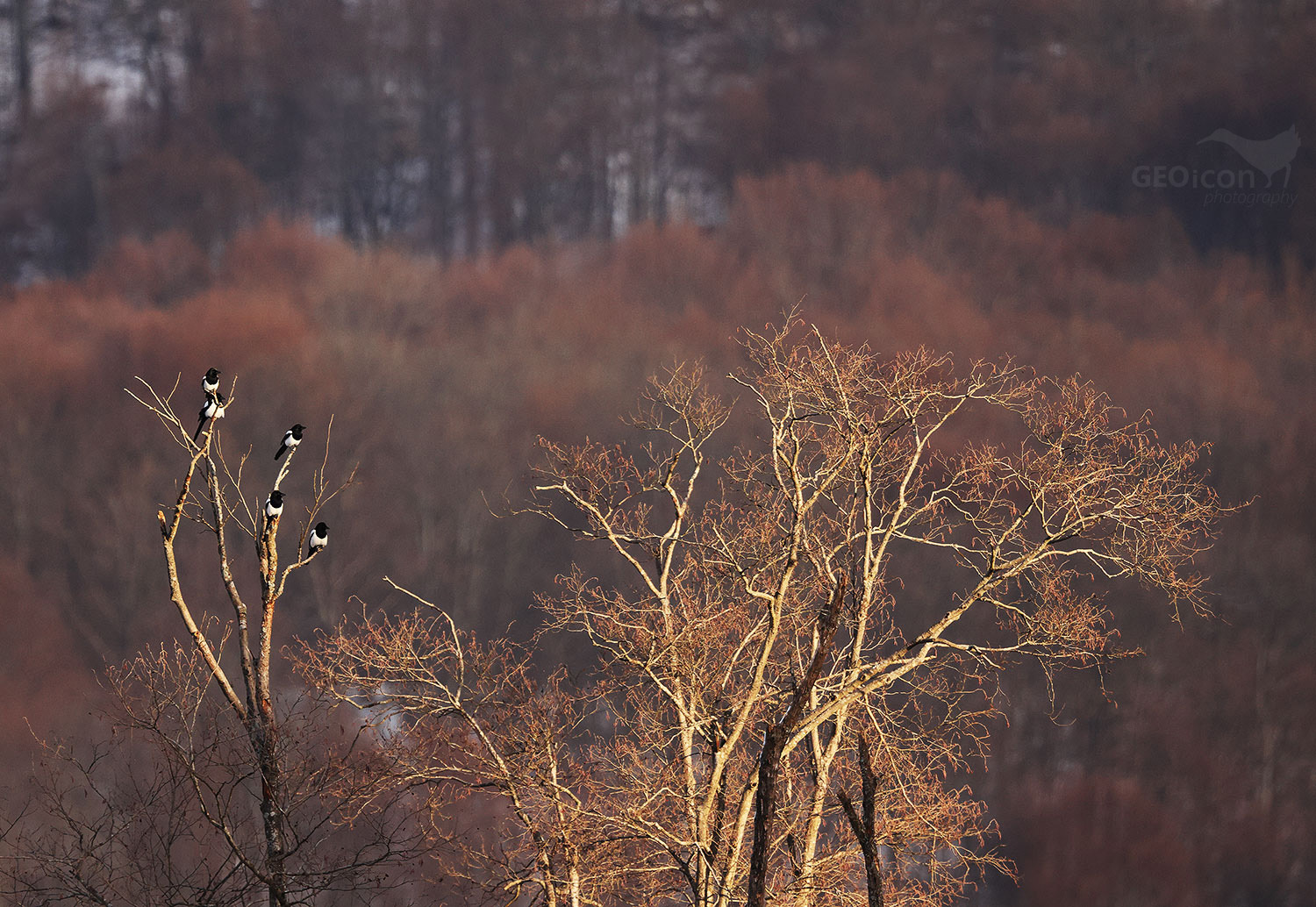 Magpie / straka obecná (Pica pica)