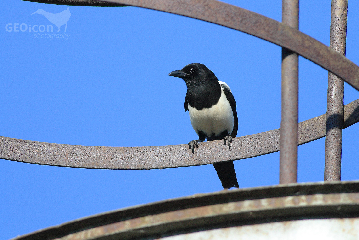 Magpie / straka obecná (Pica pica)