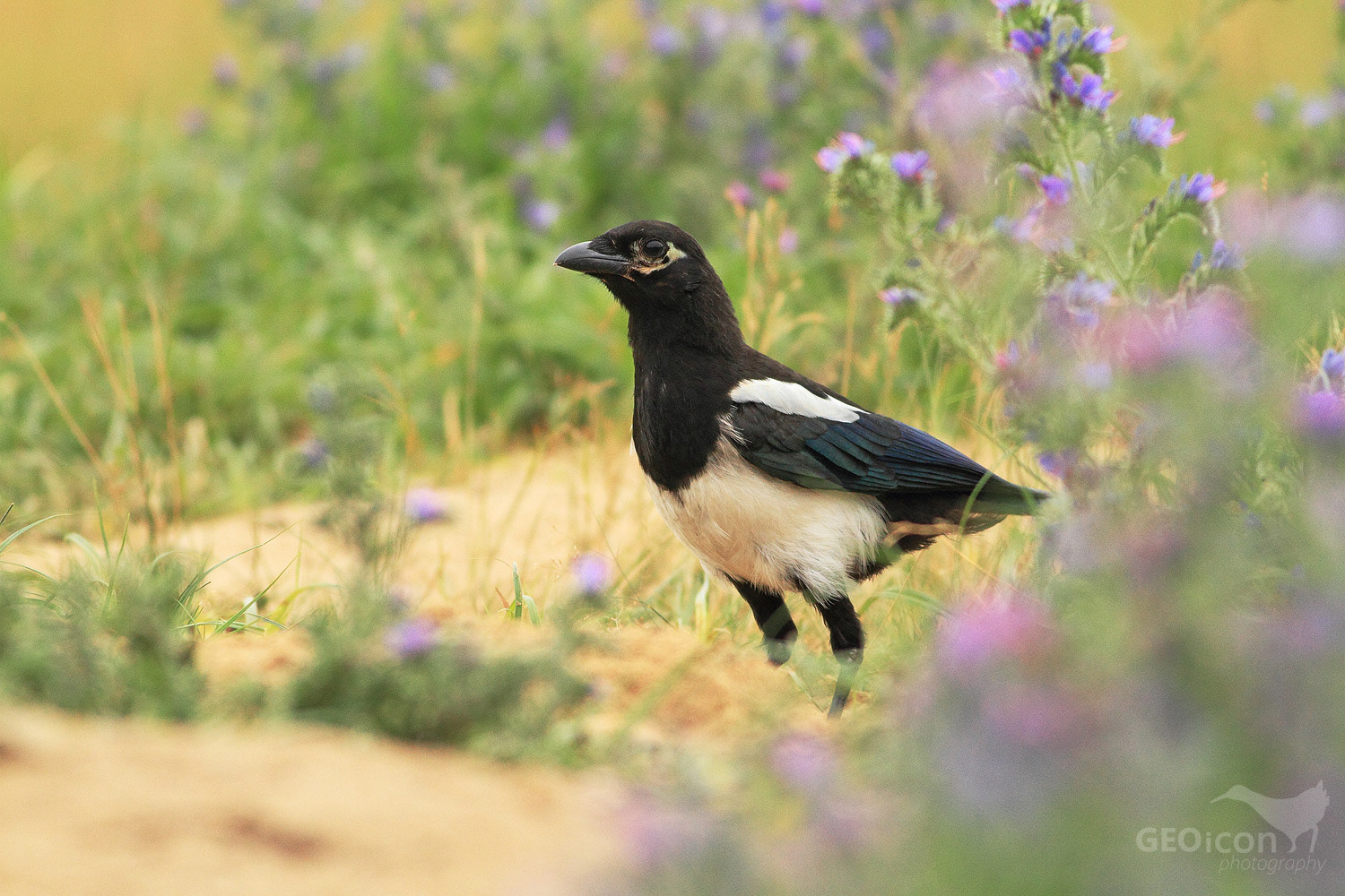 Magpie / straka obecná (Pica pica)