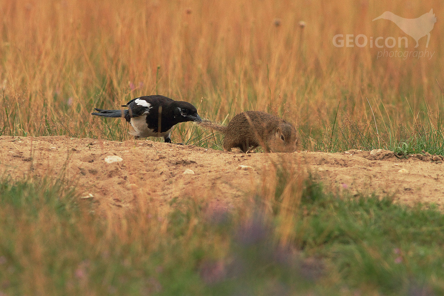 Magpie / straka obecná (Pica pica)
