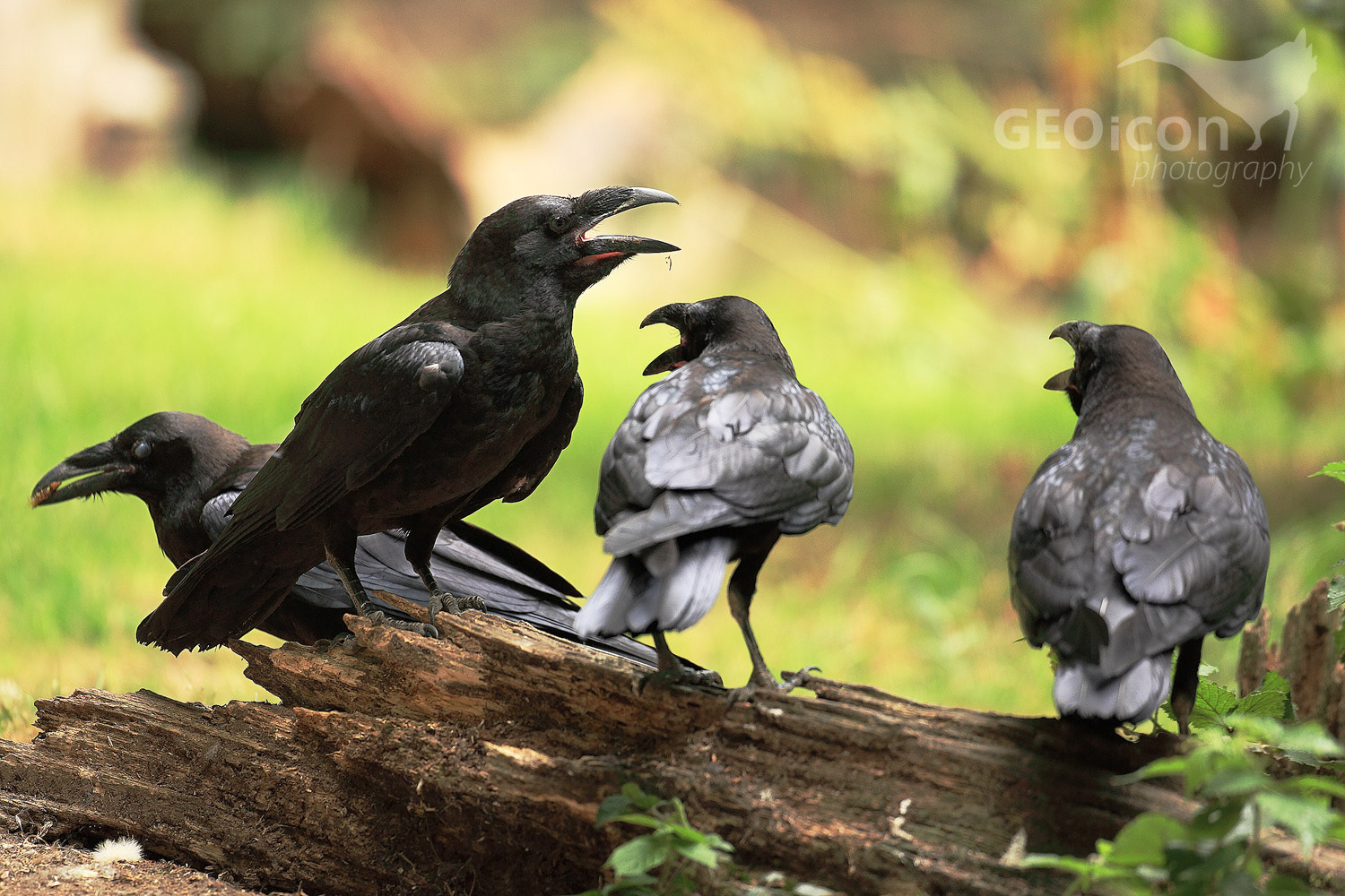 Common raven / krkavec velký (Corvus corax)