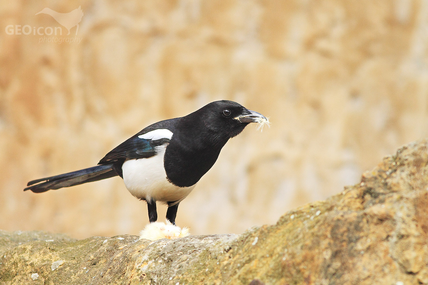 Magpie / straka obecná (Pica pica)