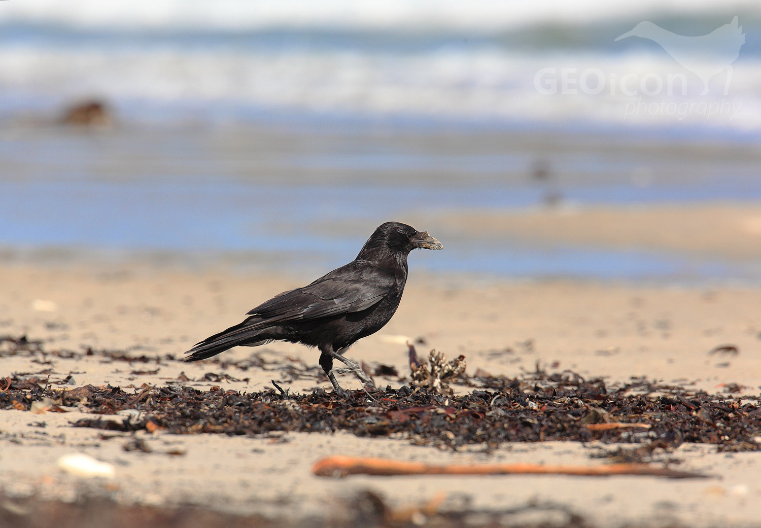 Carrion crow / vrána šedá (Corvus corone cornix)