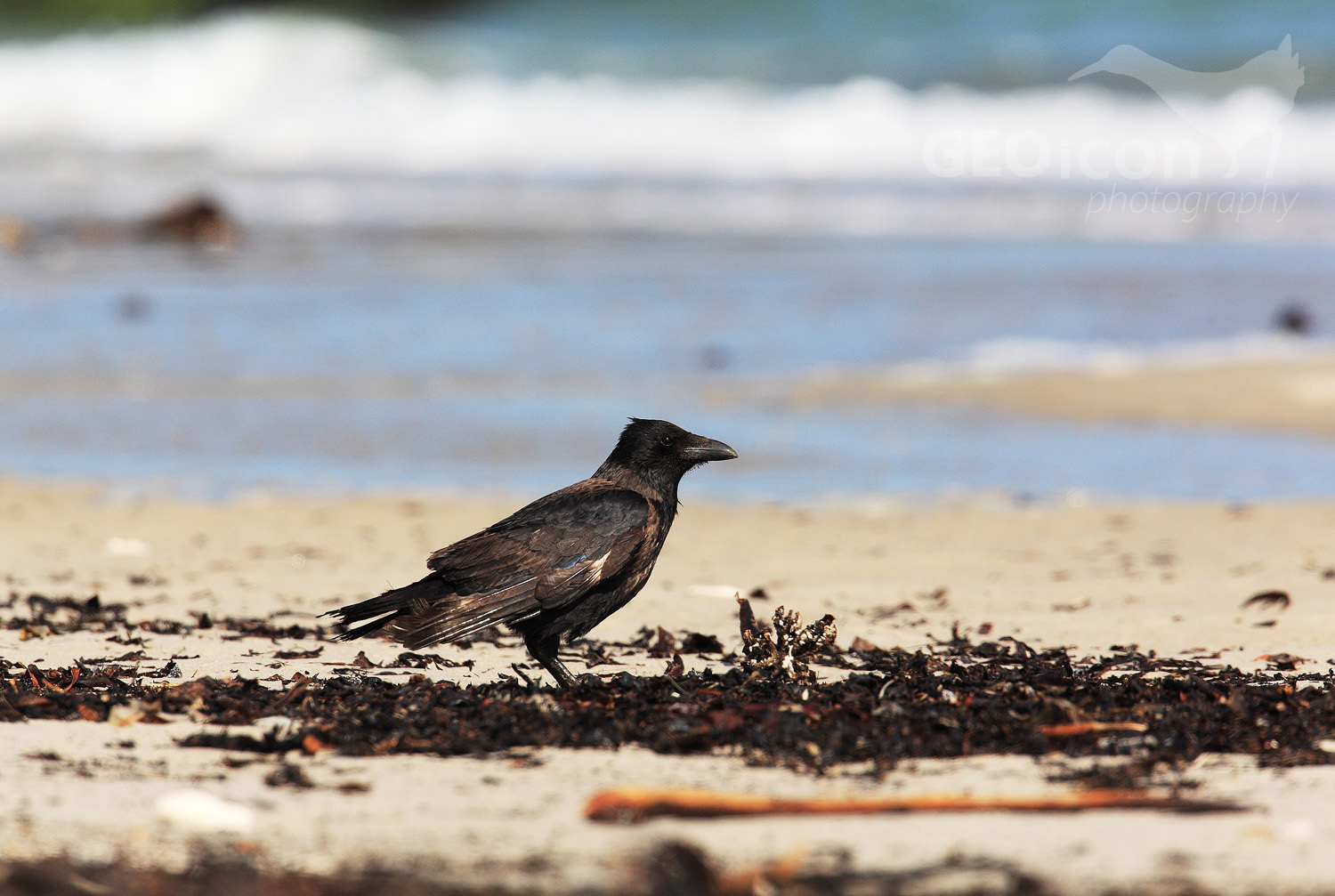 Carrion crow / vrána šedá (Corvus corone cornix)