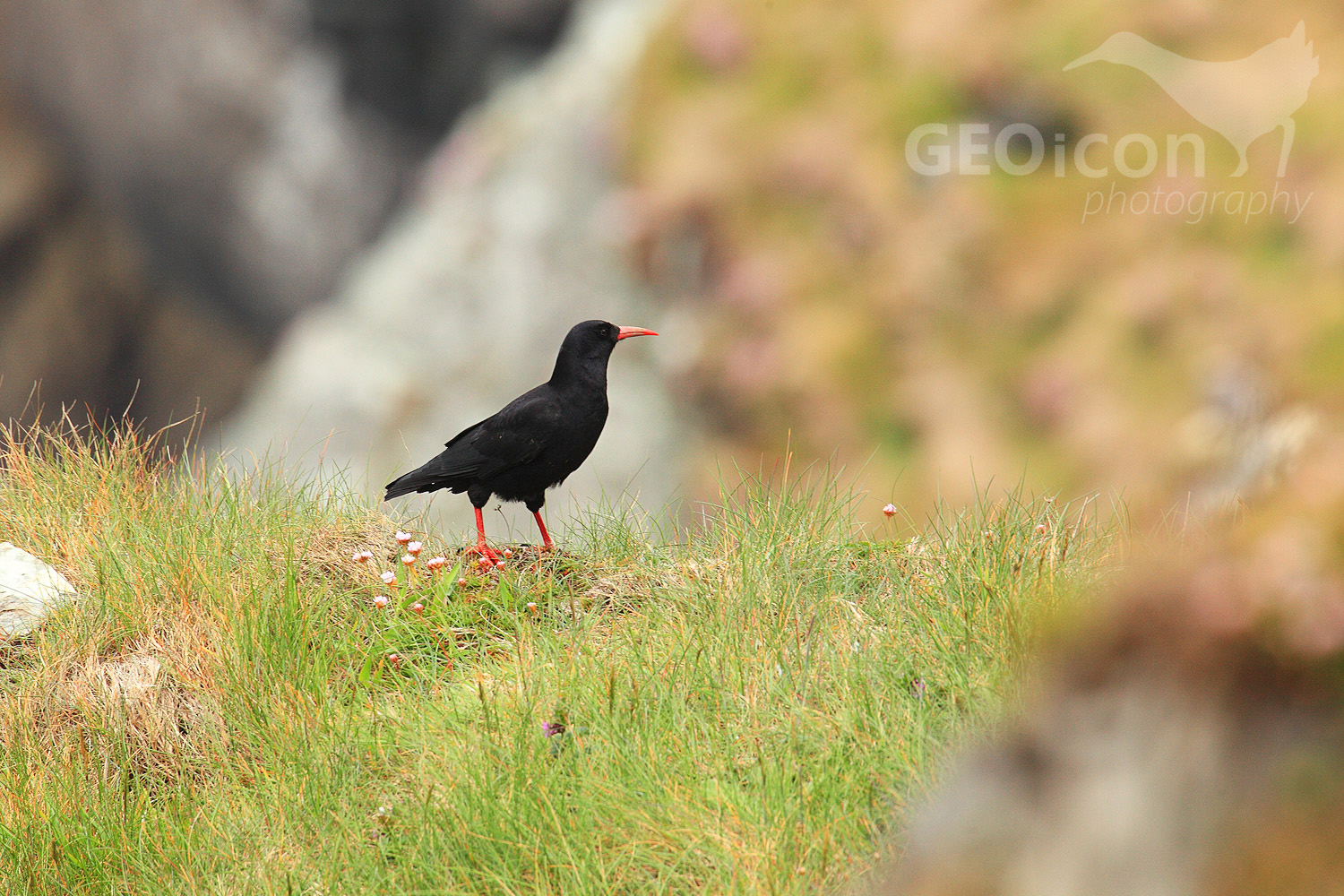 Chough / kavče červenozobé (Pyrrhocorax pyrrhocorax)