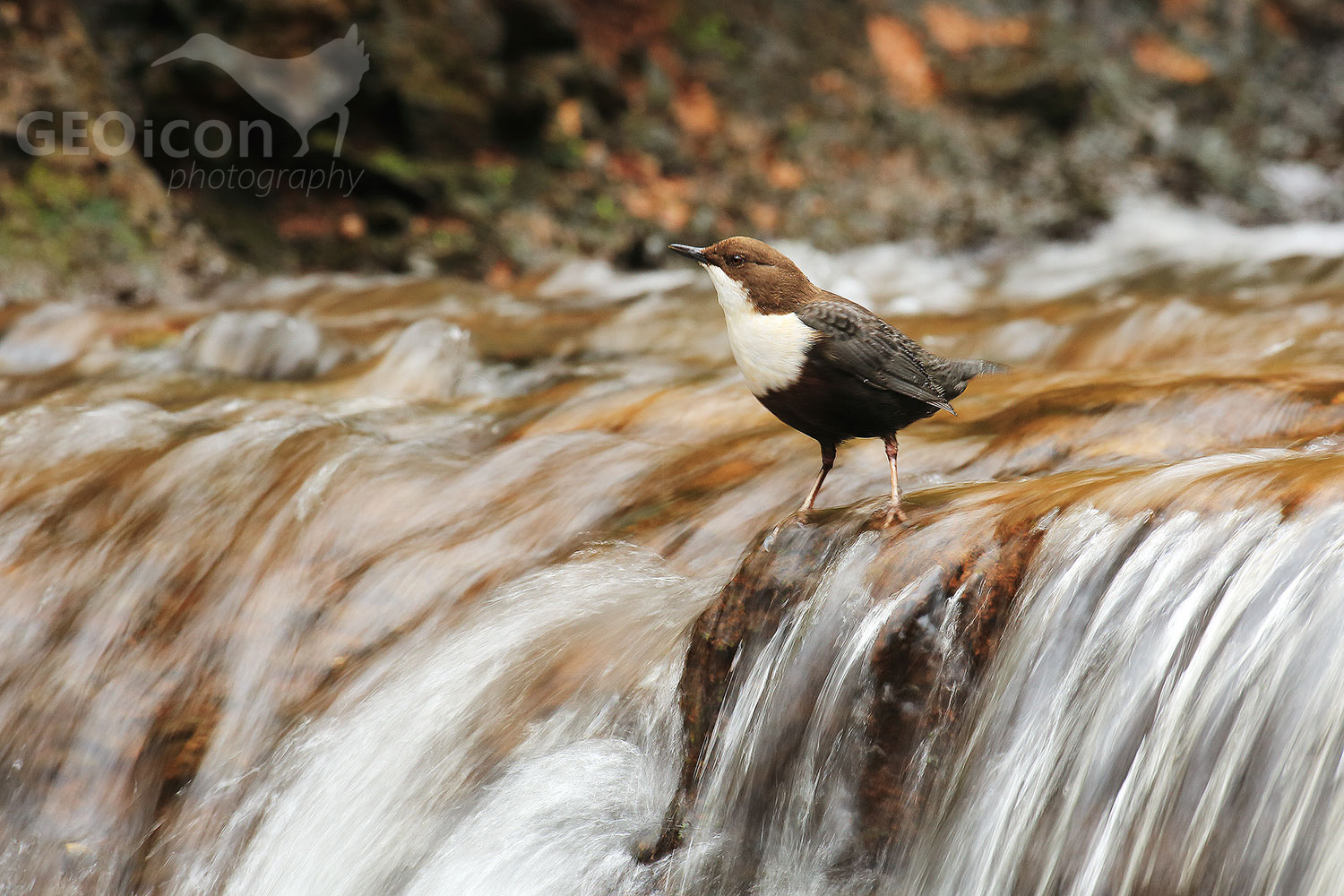 Dipper / skorec vodní (Cinclus cinclus)