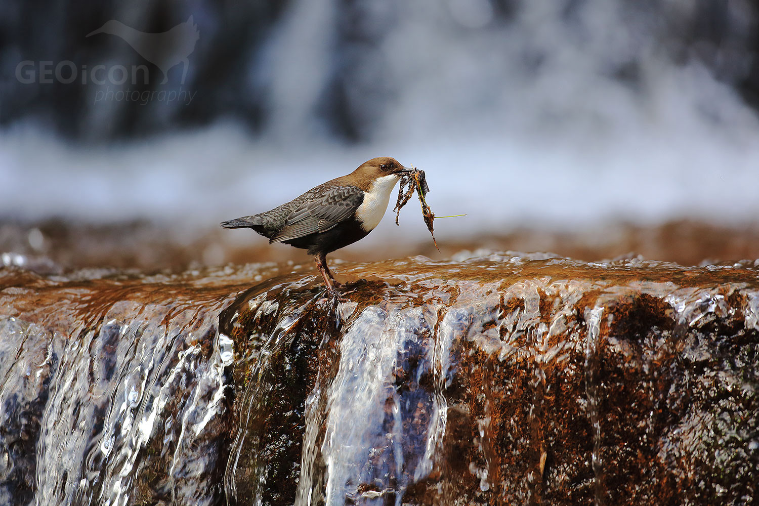 Dipper / skorec vodní (Cinclus cinclus)