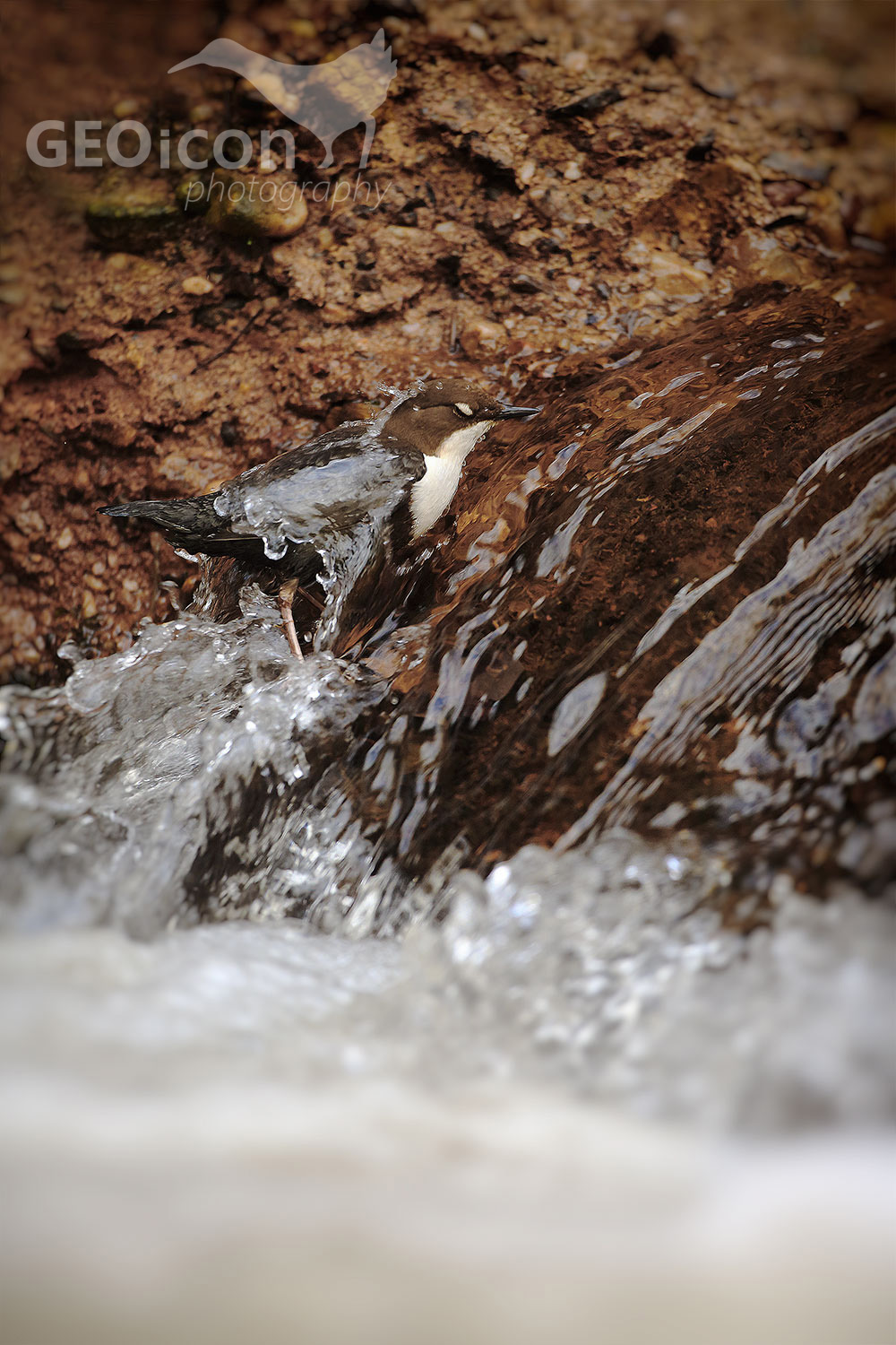 Dipper / skorec vodní (Cinclus cinclus)