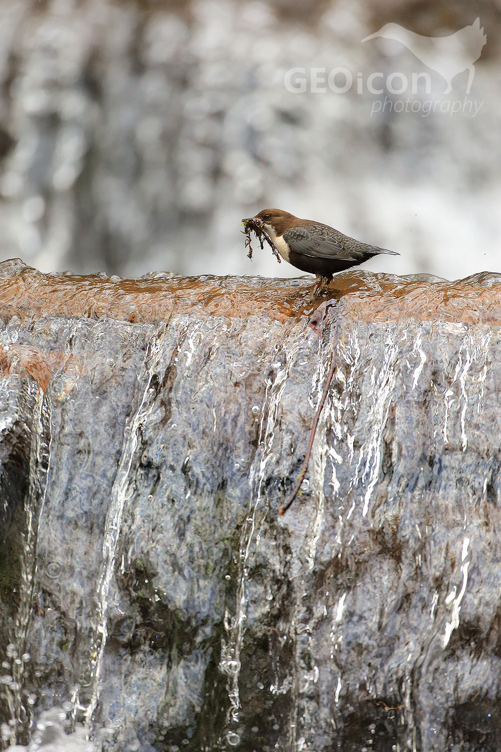 Dipper / skorec vodní (Cinclus cinclus)