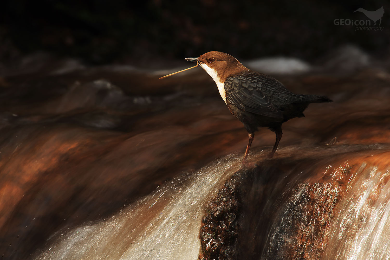 Dipper / skorec vodní (Cinclus cinclus)