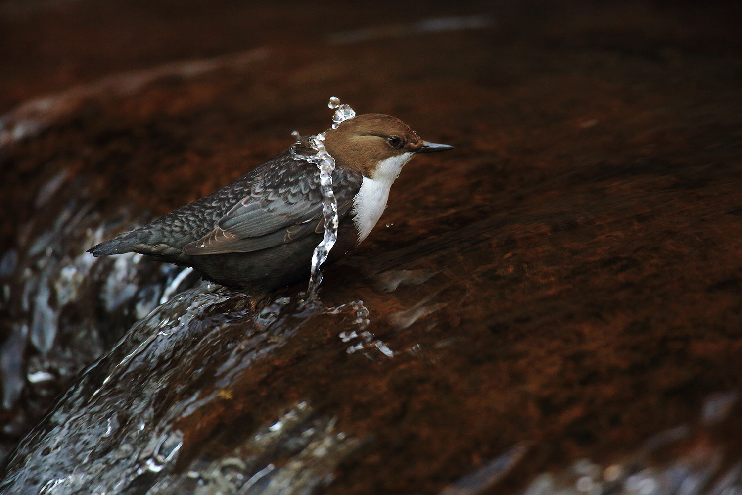 Dipper / skorec vodní (Cinclus cinclus)
