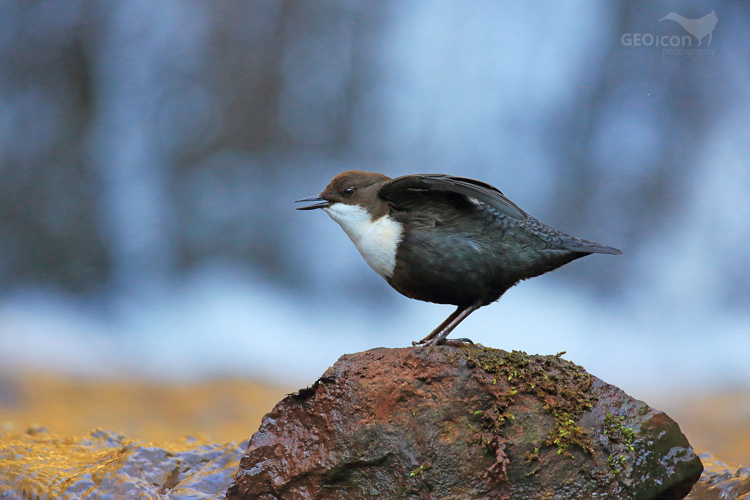 Dipper / skorec vodní (Cinclus cinclus)