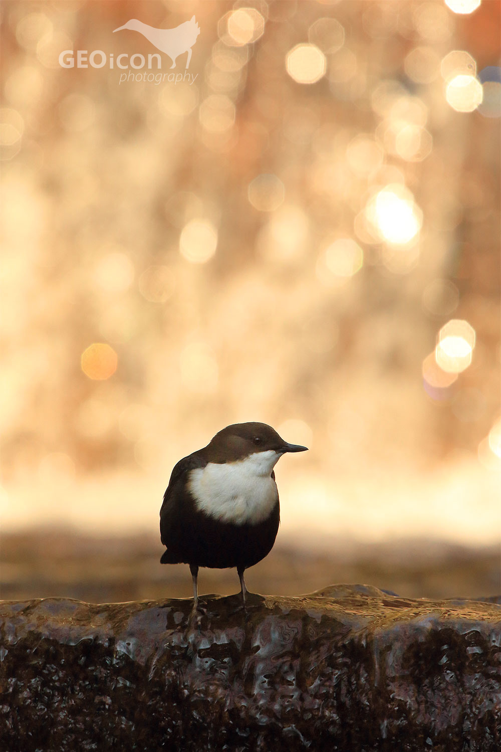 Dipper / skorec vodní (Cinclus cinclus)