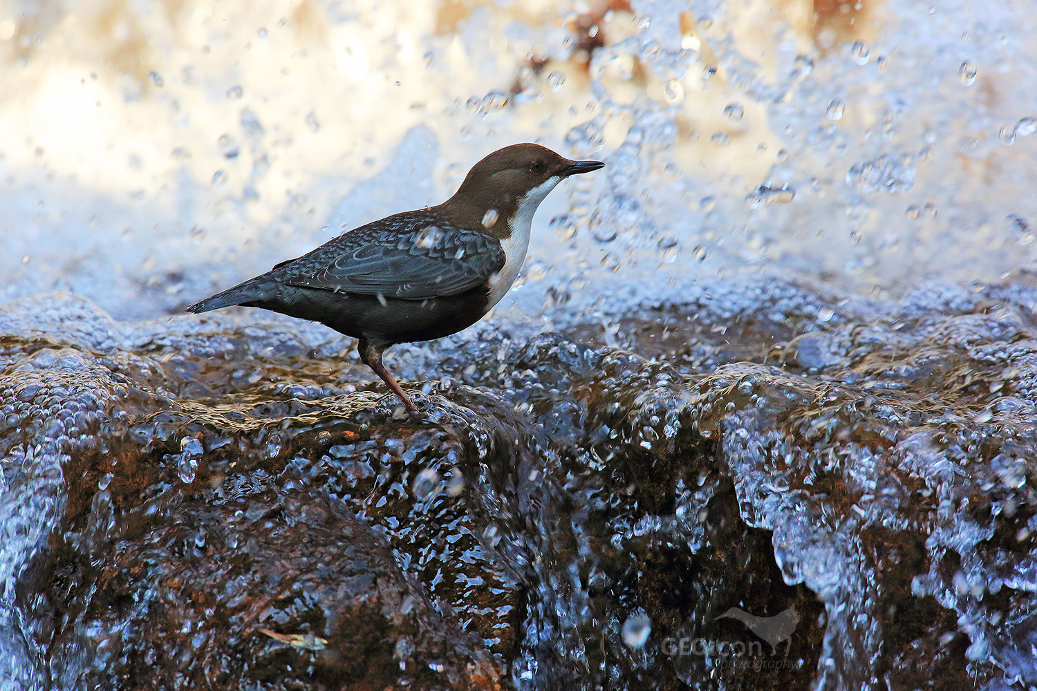 Dipper / skorec vodní (Cinclus cinclus)