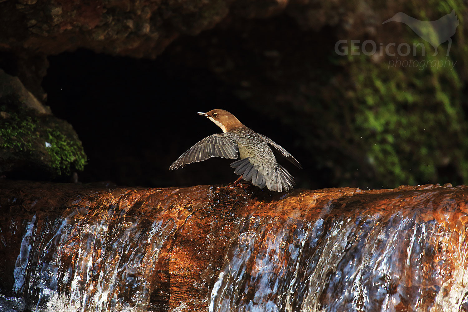 Dipper / skorec vodní (Cinclus cinclus)